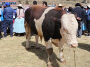 Festividad de ganado engordado TORO Lik’hi turun p’unsch’awipa